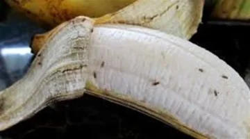 الهاموش في المنزل: الطرق الفعالة للتخلص منه والحفاظ على بيئة صحية